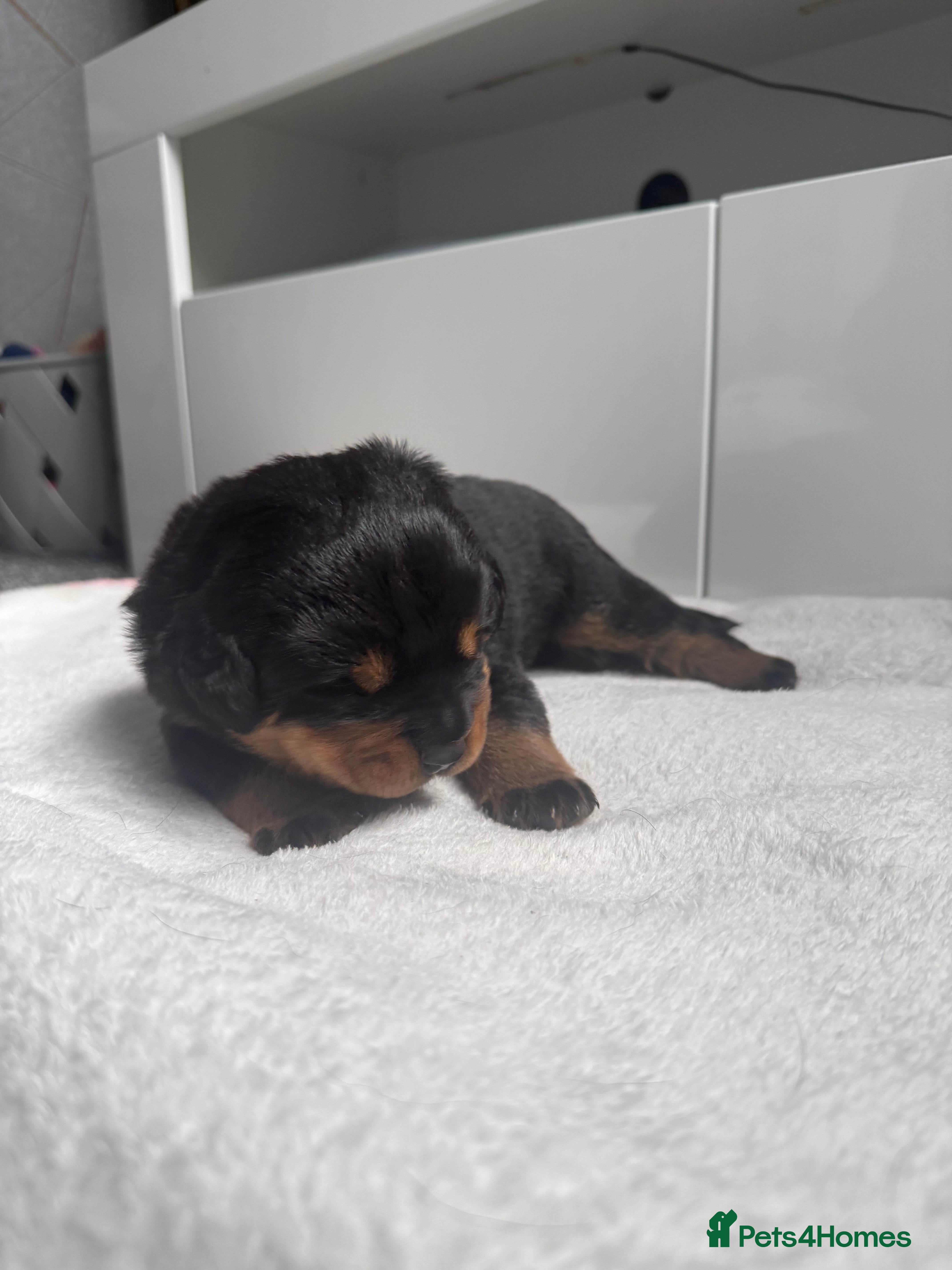 Rottweiler dogs for sale: 4 Beautiful Male Rottweiler Puppies  - Advert 13