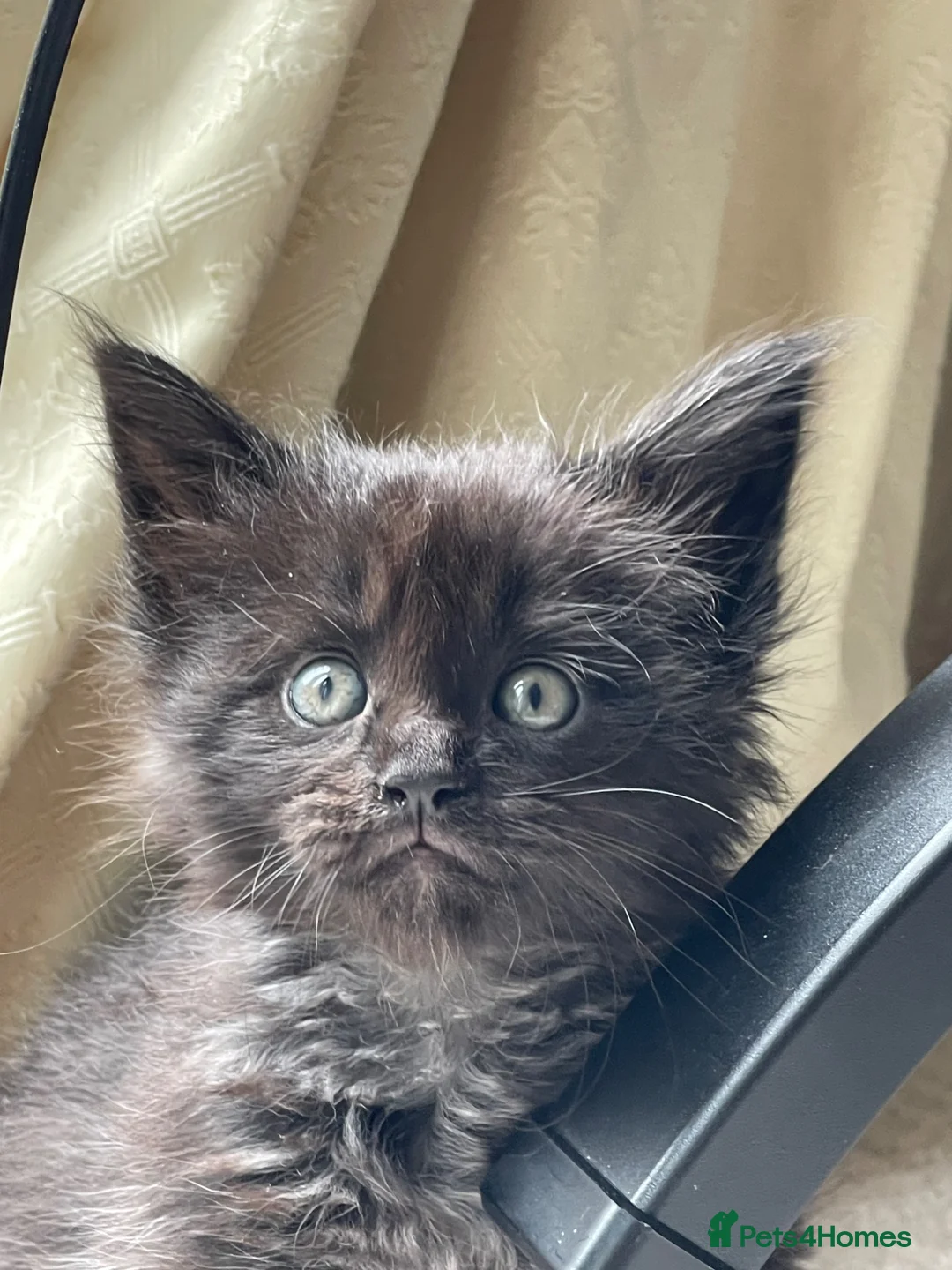 Maine Coon cats for sale: Maine Coon boy  - Advert 1