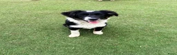 Mixed Breed dogs for adoption: Corbett in Ormskirk - Advert 1
