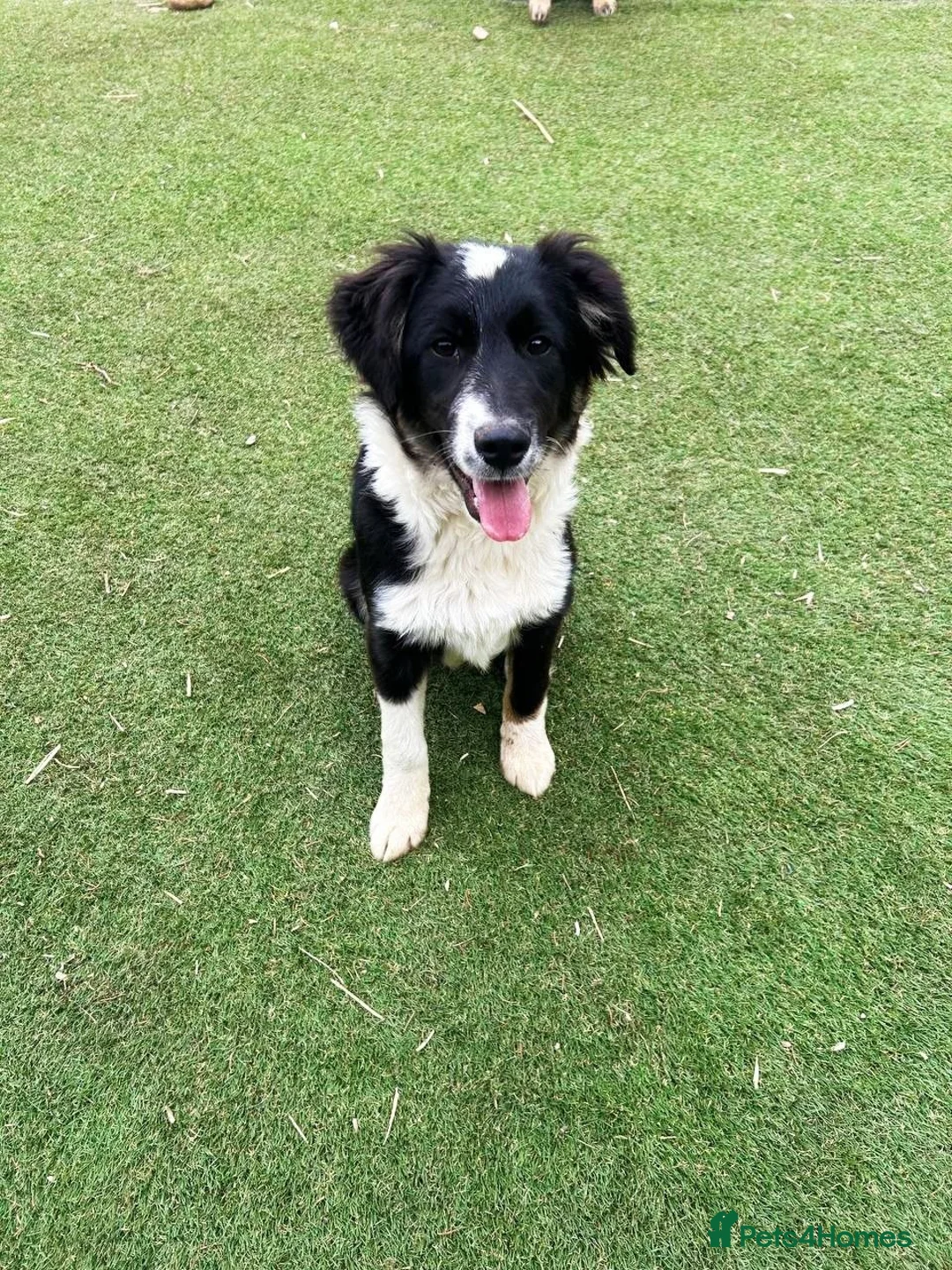 Mixed Breed dogs for adoption: Corbett in Ormskirk - Advert 1