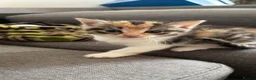 Mixed Breed cats for sale: 4 kittens available in Stockport - Advert 3