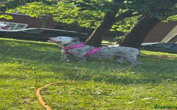 Old Tyme Bulldog dogs for sale: Old tyme English bulldog ( 3 years old )  - Image 1