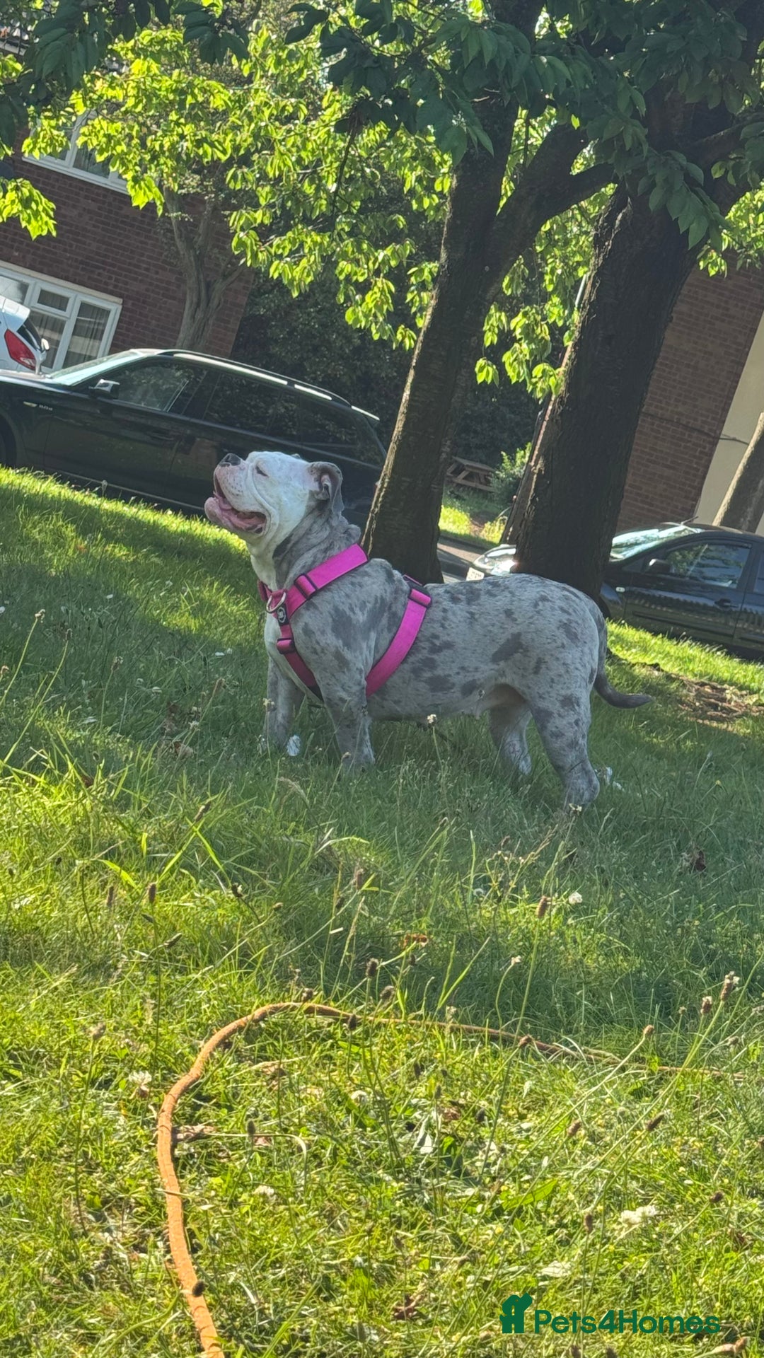 Old Tyme Bulldog dogs for sale: Old tyme English bulldog ( 3 years old )  - Image 1