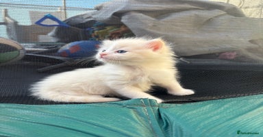 Ragdoll cats - Advert 14