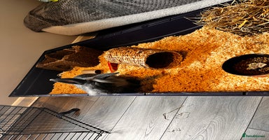 Lionhead rabbits Dutch x Lionhead  - Advert 8