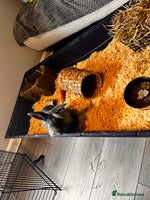 Lionhead rabbits Dutch x Lionhead - Advert 5