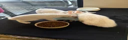 Mixed Breed cats for sale: White kittens  - Advert 3