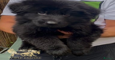 German Shepherd dogs - Advert 5