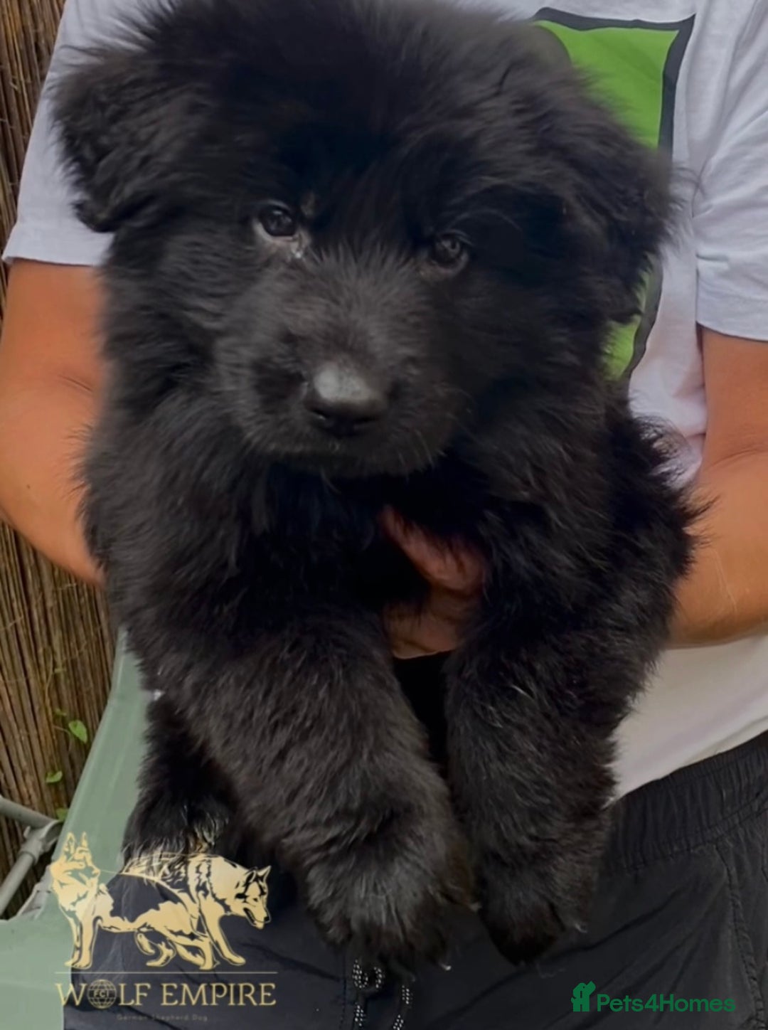 German Shepherd dogs for sale: ⭐️Beautiful long coat German Shepherd  puppies ⭐️ - Image 2