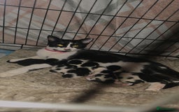 Mixed Breed cats for sale: 🦌 Bambi theme litter - Unique Tuxedo Kittens - Image 7