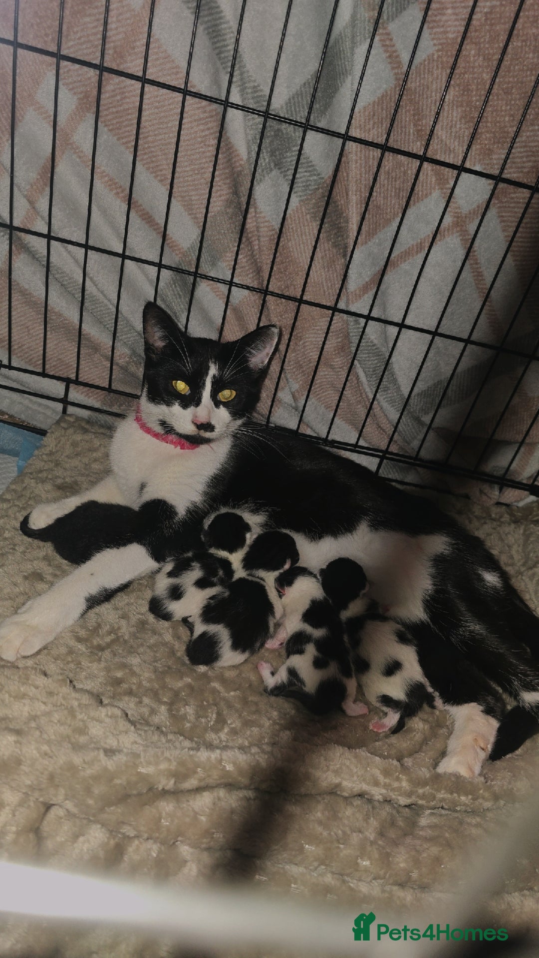 Mixed Breed cats for sale: 🦌 Bambi theme litter - Unique Tuxedo Kittens - Image 7