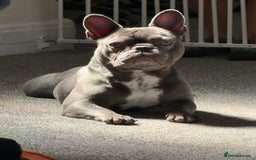 French Bulldog dogs for sale: French bulldog  - Image 8