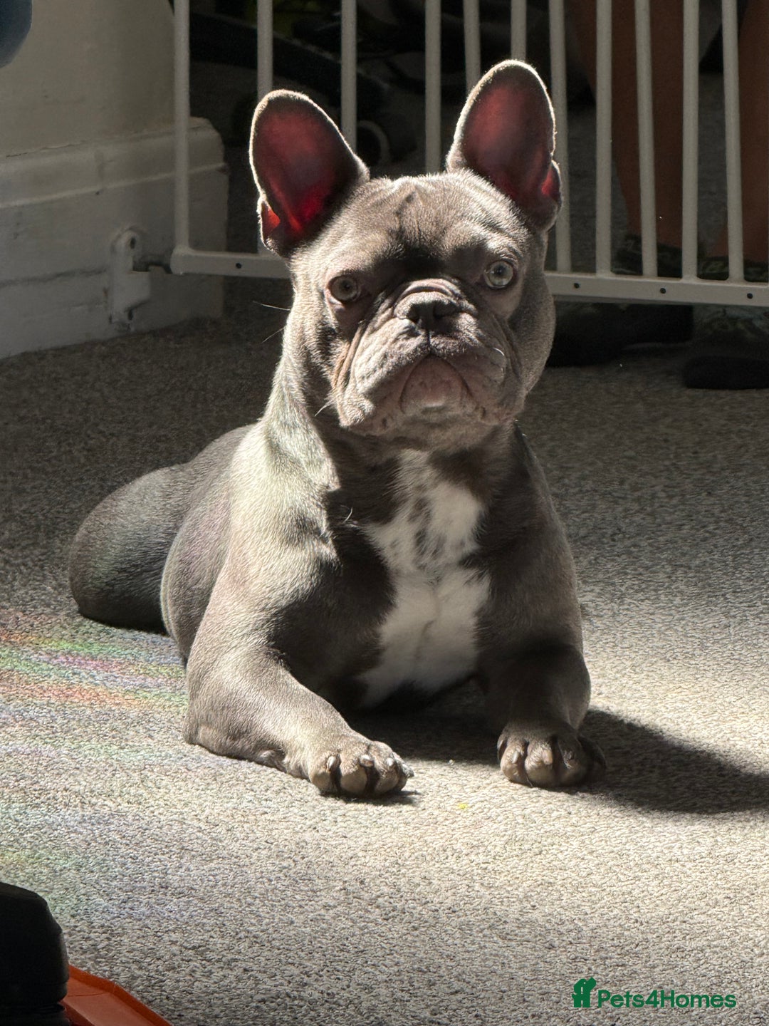 French Bulldog dogs for sale: French bulldog  - Image 8