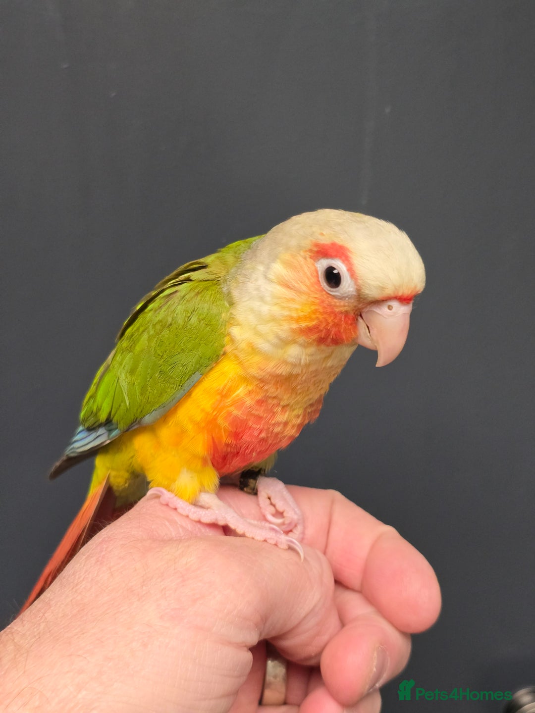 Conures birds for sale: Handreared Small Conures, Sun & Patagonian conures - Image 3