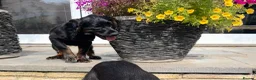 Cocker Spaniel dogs for sale: Fully vaccinated KC cocker pups - Advert 20