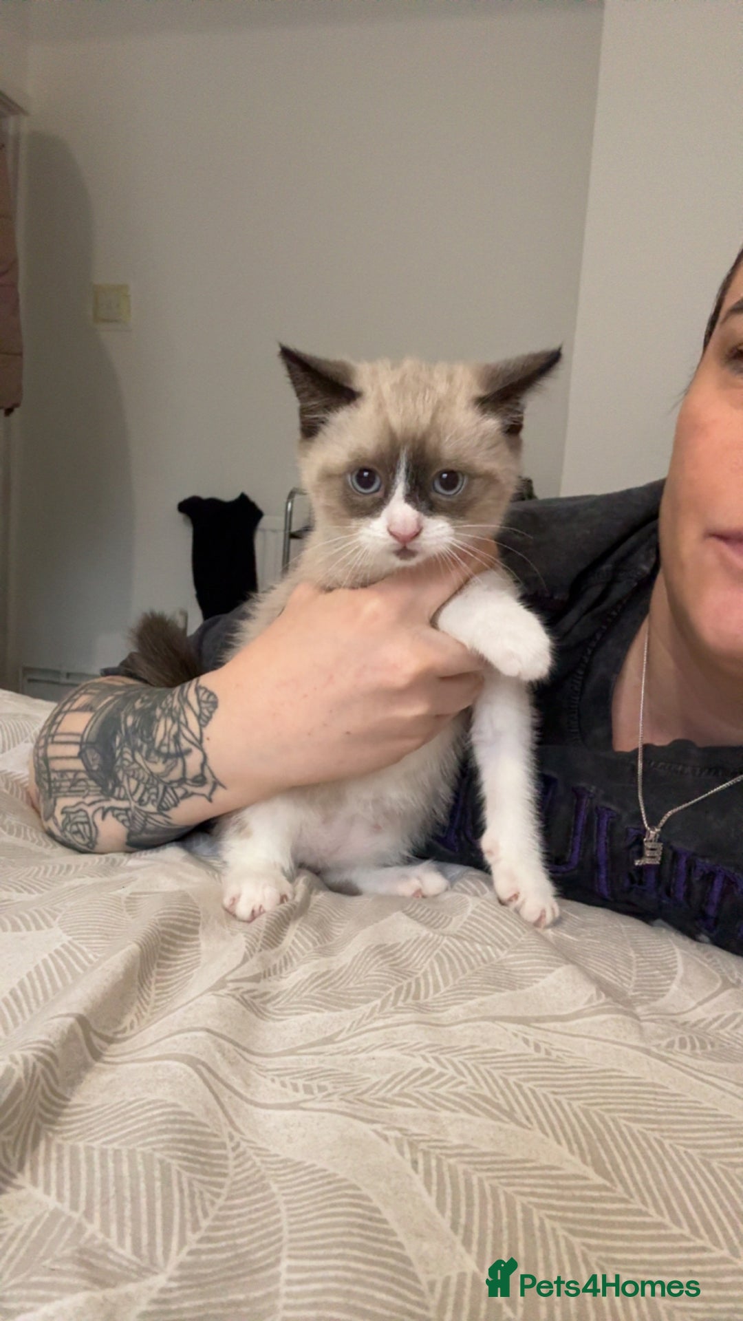 Mixed Breed cats for sale: Beautiful mix breed kittens - Image 33