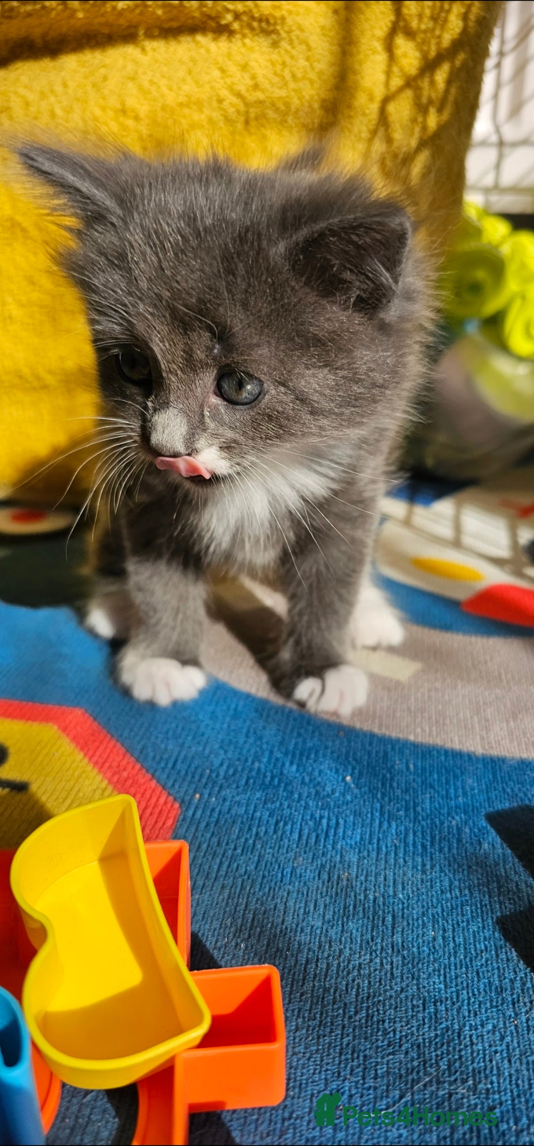 Mixed Breed cats for sale: Three beautiful kittens - Image 1