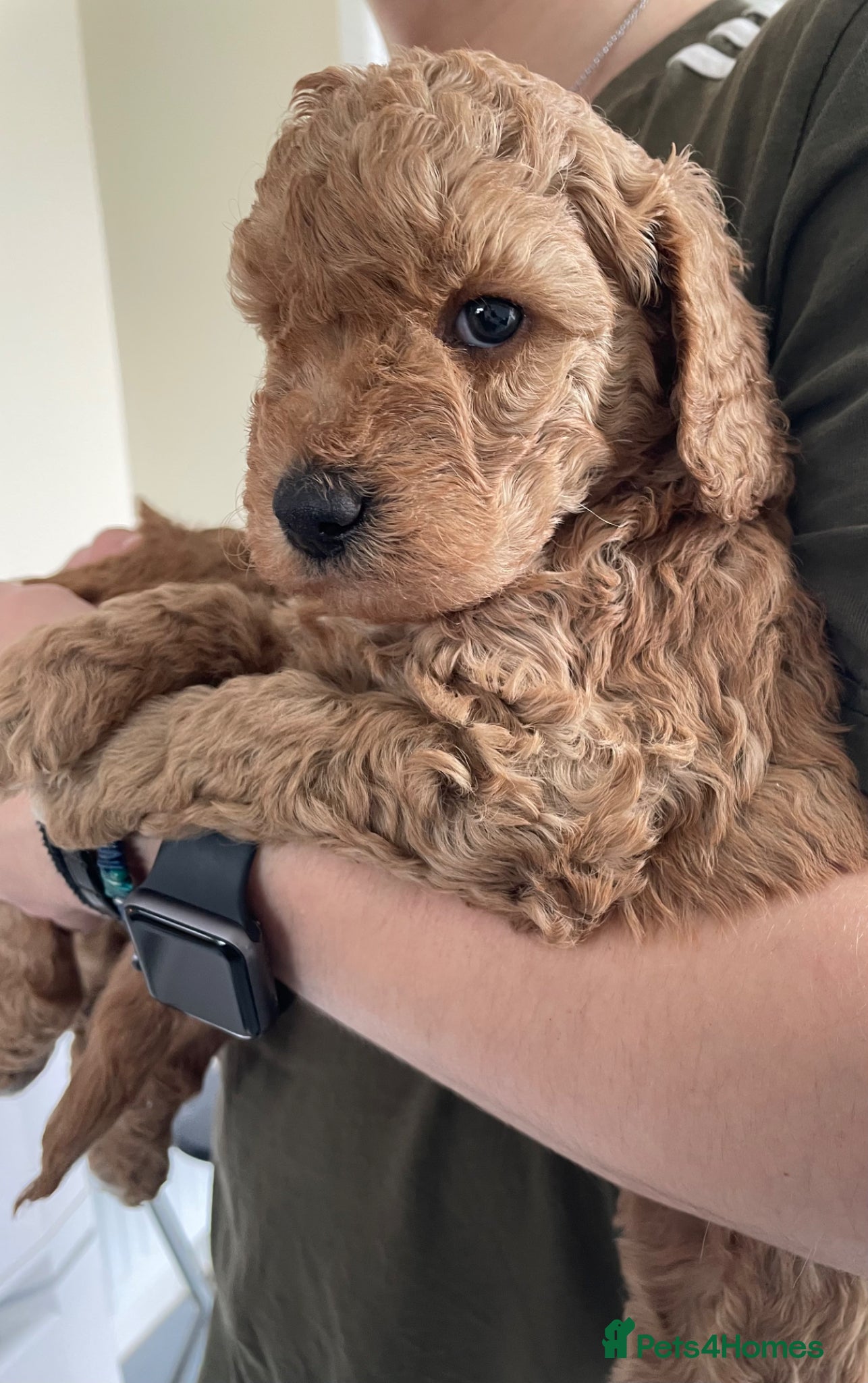 Mini Goldendoodle dogs Goldendoodle puppies  - Advert 2