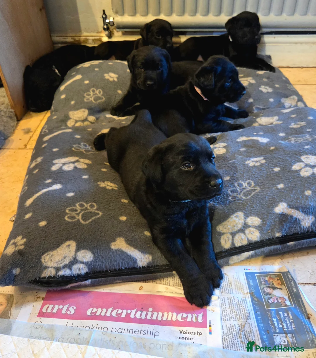 Labrador Retriever dogs for sale: 8 beautiful chunky black KC registered puppies - Advert 2