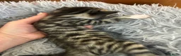 Bengal cats for sale: Beautiful half Bengal kittens - Advert 22