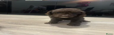 Cavapoo 4