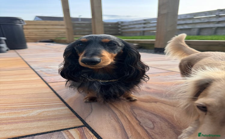 Miniature Dachshund dogs in Whitehaven - Advert 1