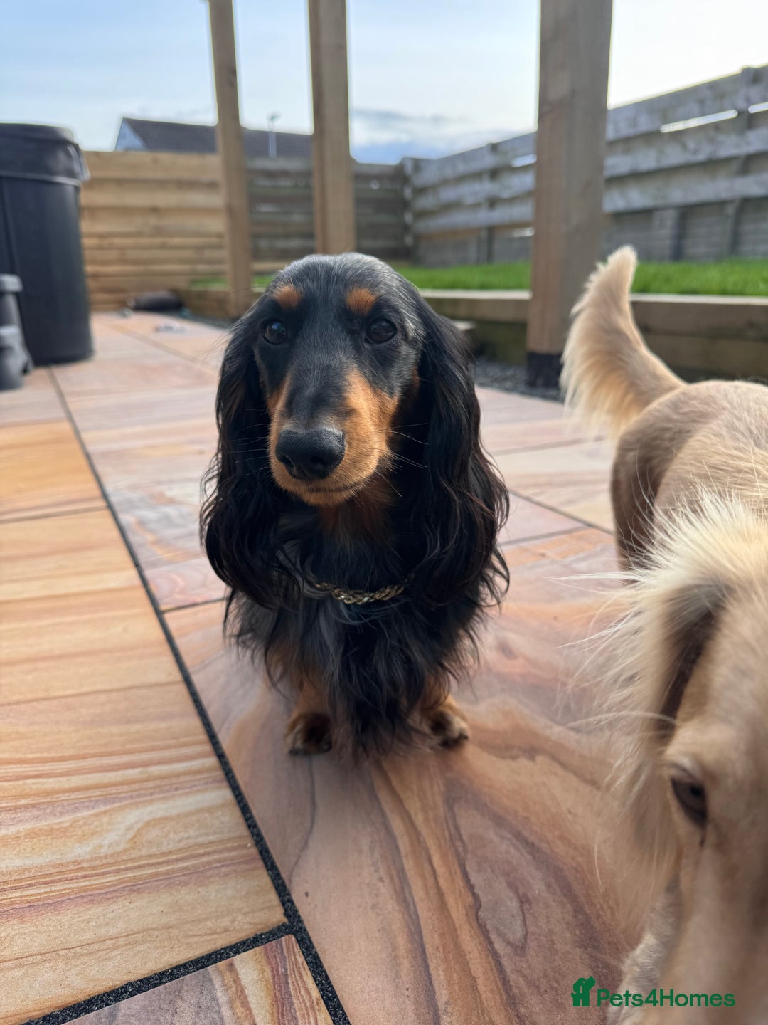 Miniature Dachshund dogs for stud: Proven KC Silver dapple long haired mini dachshund in Whitehaven - Advert 1