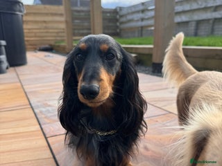 Miniature Dachshund dogs in Whitehaven - Advert 21