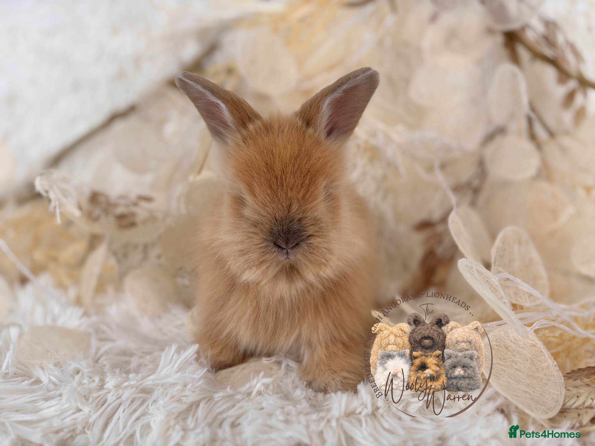 Angora rabbits 🤍🧡 Fully Vaccinated Pedigree Angoras 🤍🧡 - Advert 2