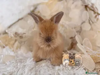 Angora rabbits 🤍🧡 Fully Vaccinated Pedigree Angoras 🤍🧡 - Advert 2
