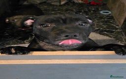 Staffordshire Bull Terrier dogs for sale: Black and blue stocky staffy puppies  in London - Image 19