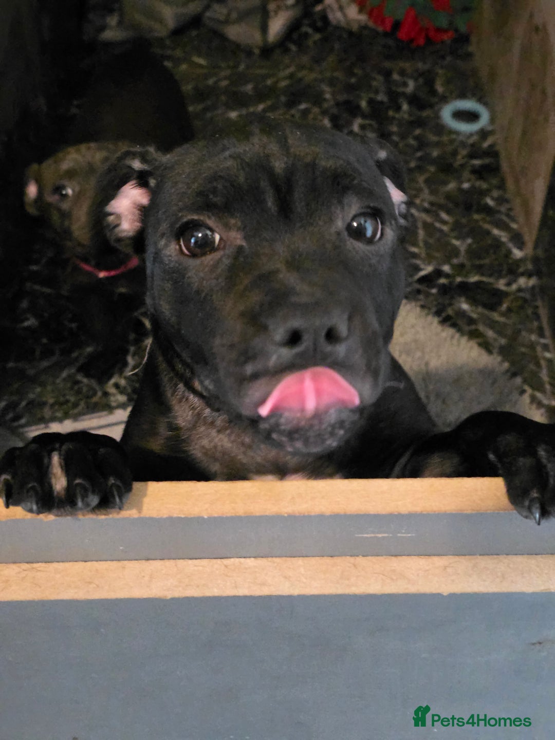 Staffordshire Bull Terrier dogs for sale: Black and blue stocky staffy puppies  in London - Image 19