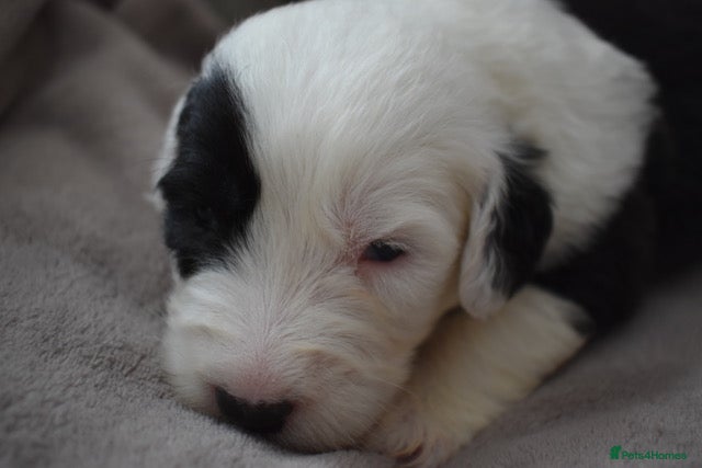 Old English Sheepdog dogs Stunning KC Registered Old English Sheepdog Pups - Advert 2