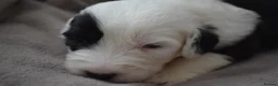 Old English Sheepdog dogs for sale: Stunning KC Registered Old English Sheepdog Pups - Advert 1