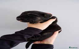 German Shepherd dogs for sale: 7 CHUNKY GERMAN SHEPHERD PUPPIES KC REGISTERED - Image 5