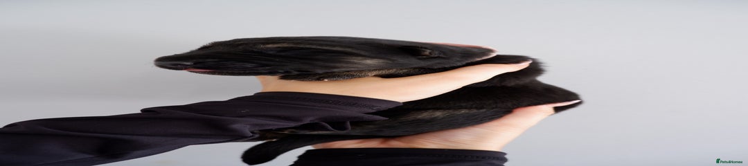 German Shepherd Puppy 7