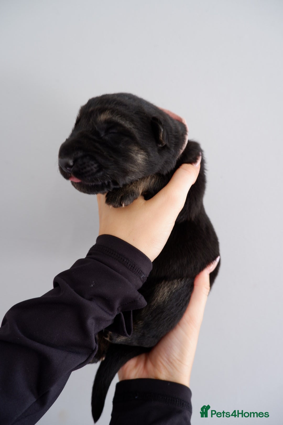 German Shepherd dogs for sale: 7 CHUNKY GERMAN SHEPHERD PUPPIES KC REGISTERED - Image 5