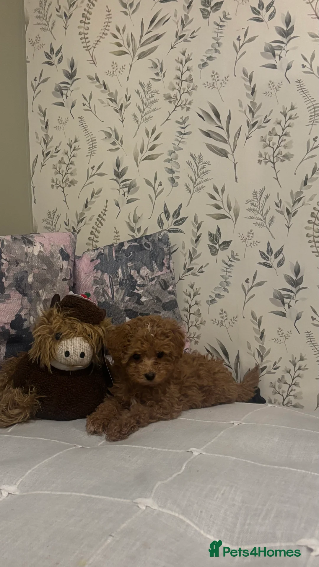 Maltipoo dogs for sale: 2 Maltipoo puppies looking for forever homes - Advert 5