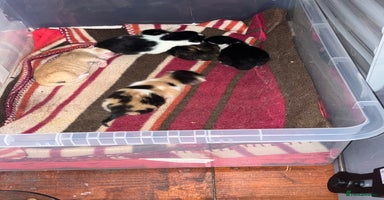Mixed Breed cats - Advert 3