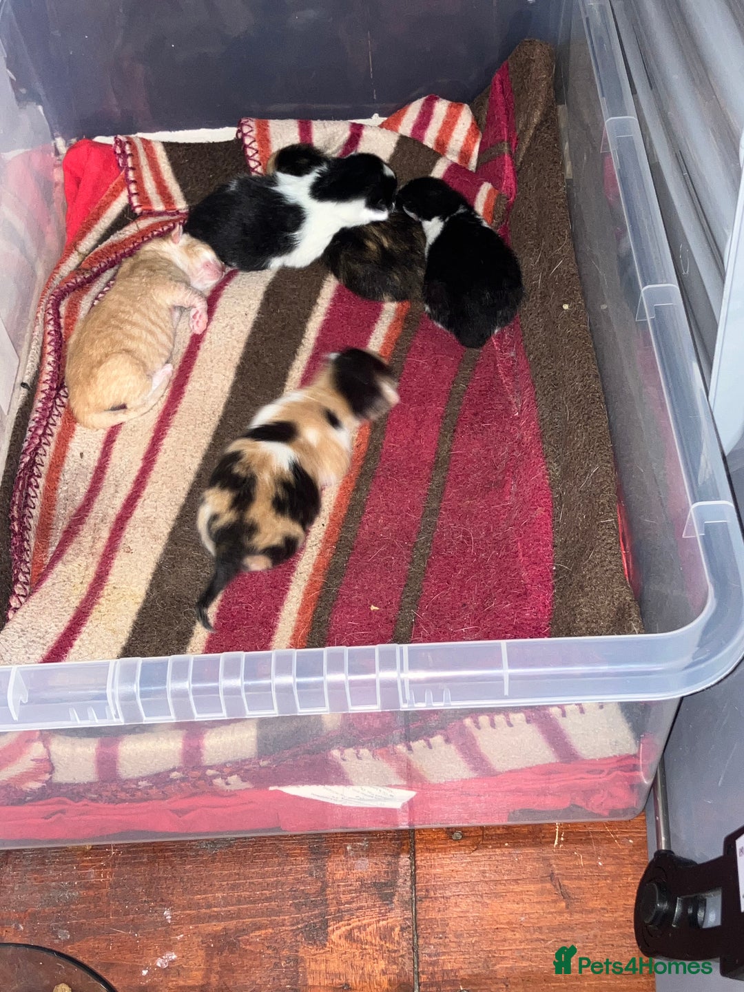 Mixed Breed cats for sale: 5 gorgeous kittens - Image 3