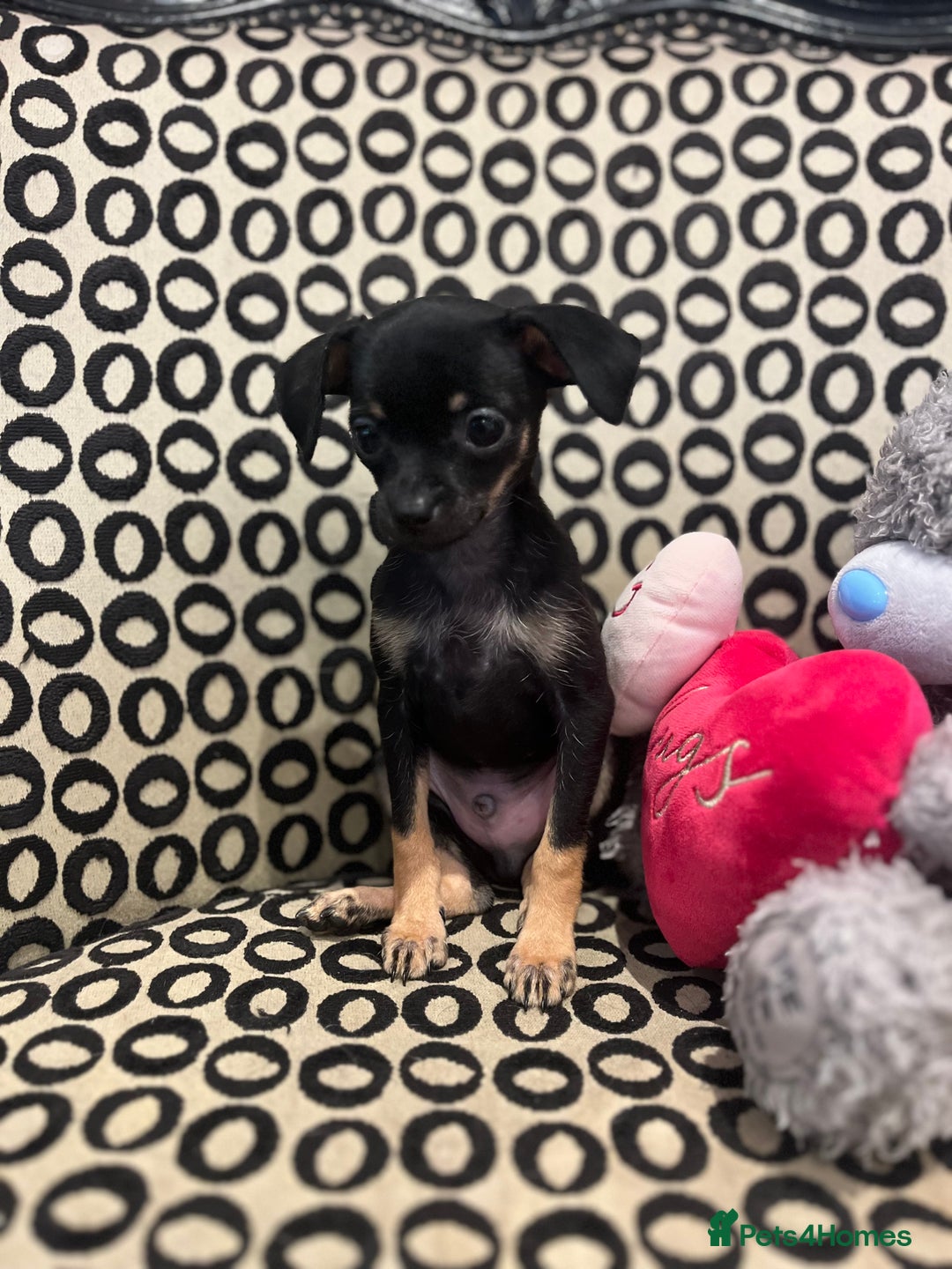 Russian Toy Terrier dogs for sale: Russian toy terrier puppy for sale - Advert 7