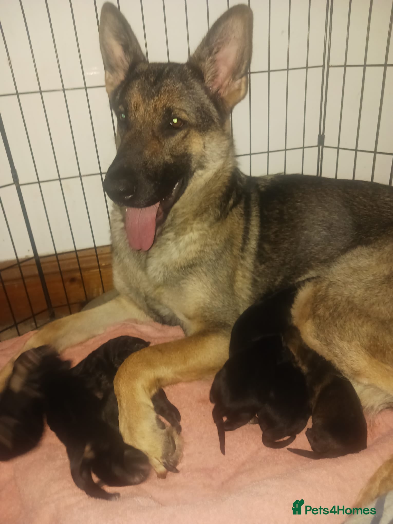 German Shepherd dogs German Shepard pups for sale - Advert 1