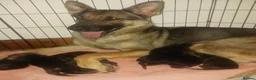 German Shepherd dogs for sale: German Shepard pups for sale - Advert 1