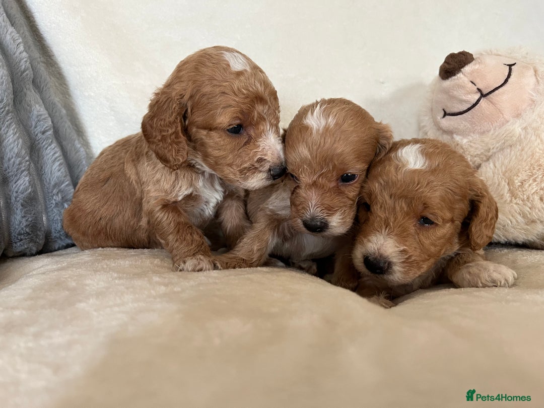 Cockapoo dogs for sale: Cockapoo puppies - DNA Health test clear  - Image 20