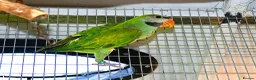 Parakeets birds for sale: Moustached Parakeets in Burnham-on-Sea - Advert 3