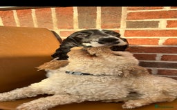 Cockapoo dogs for sale: 3 beautiful toy cockapoos  - Image 1