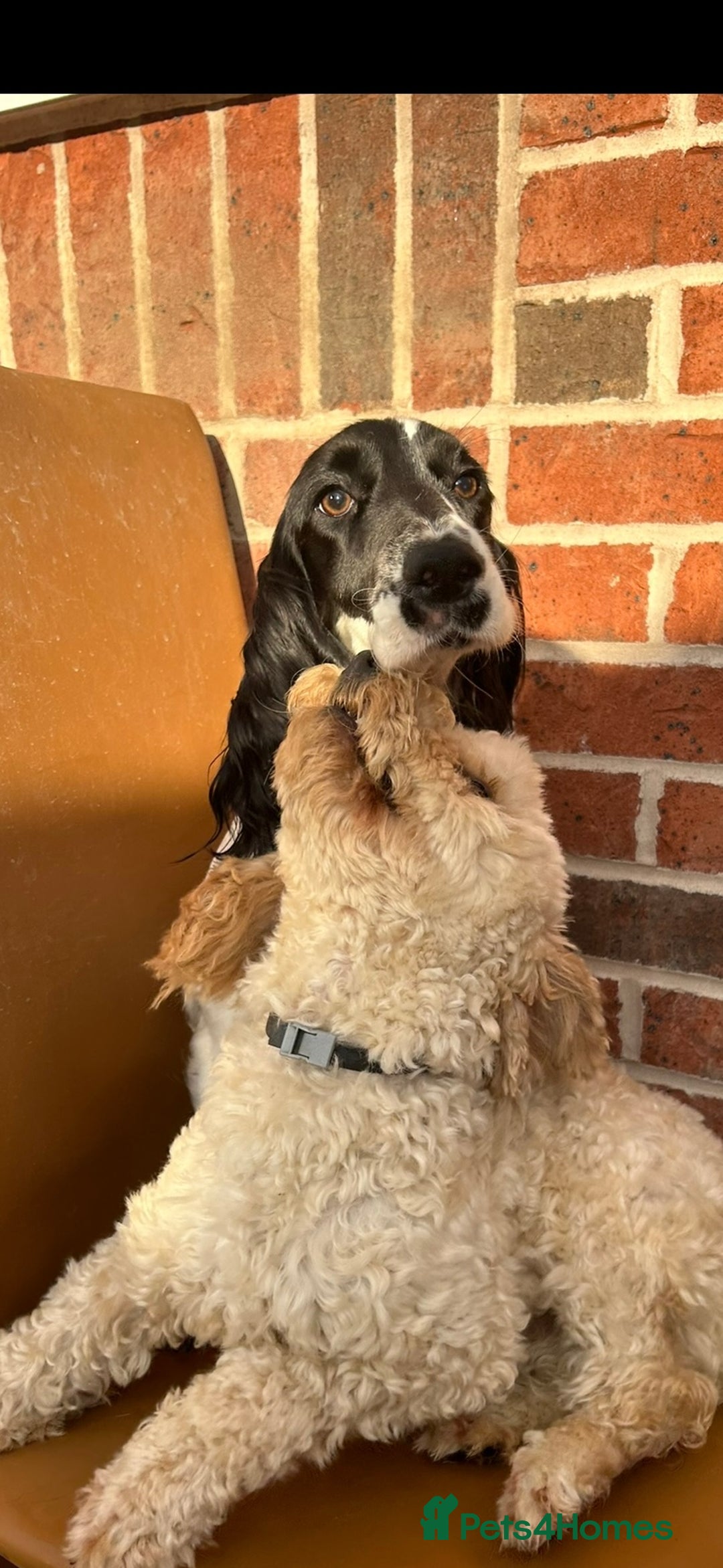 Cockapoo dogs for sale: 3 beautiful toy cockapoos  - Image 1