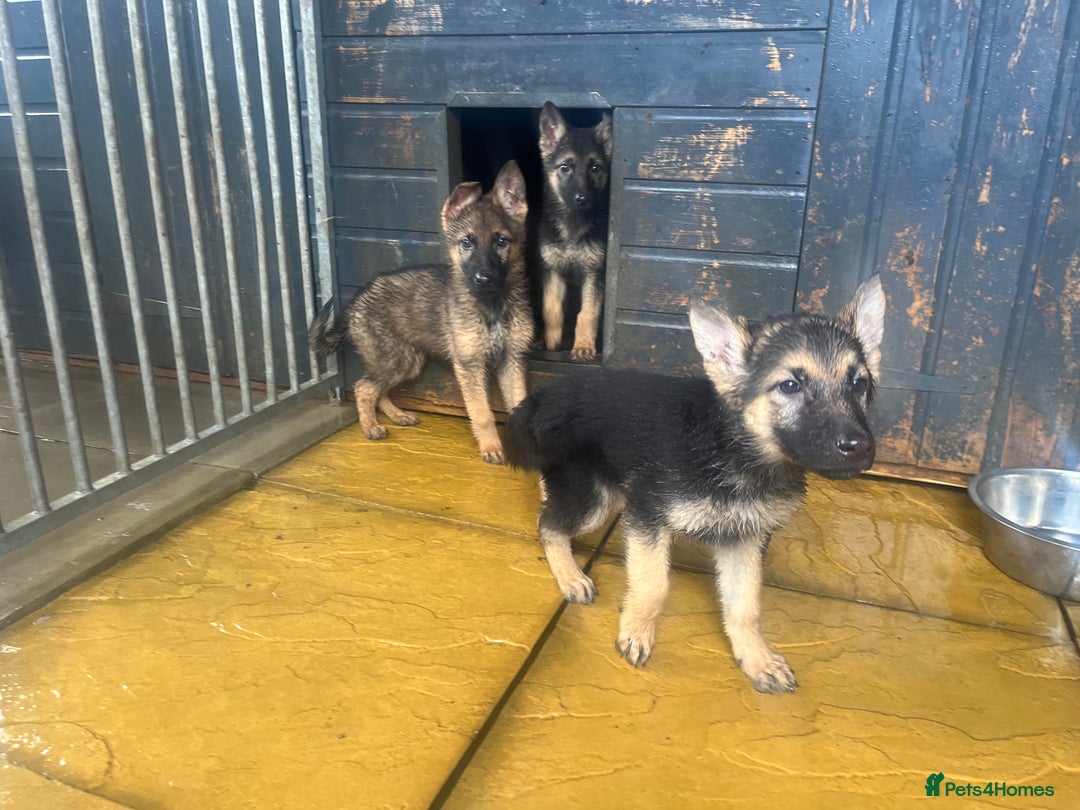 German Shepherd dogs for sale: German shepherd puppies 2 girls 1 male - Image 15