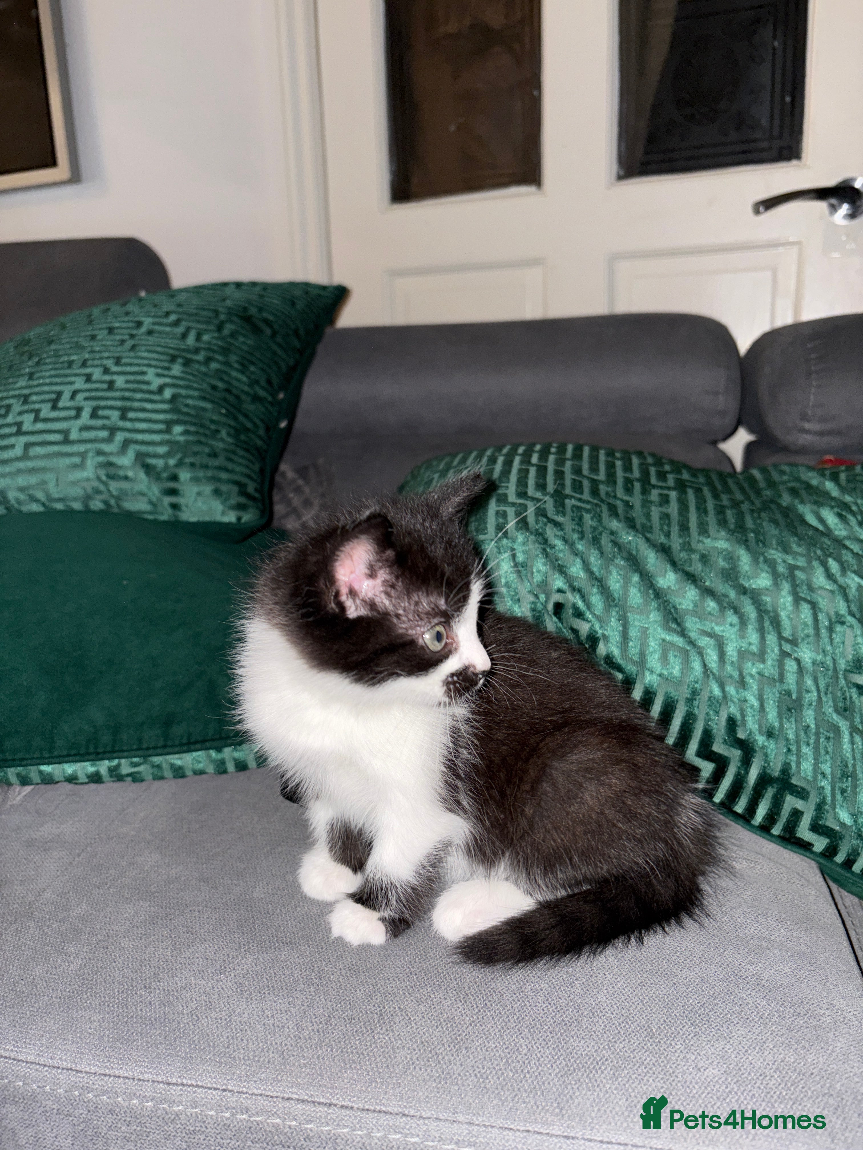 Mixed Breed cats for sale: Adorable healthy kittens for sale  - Advert 2