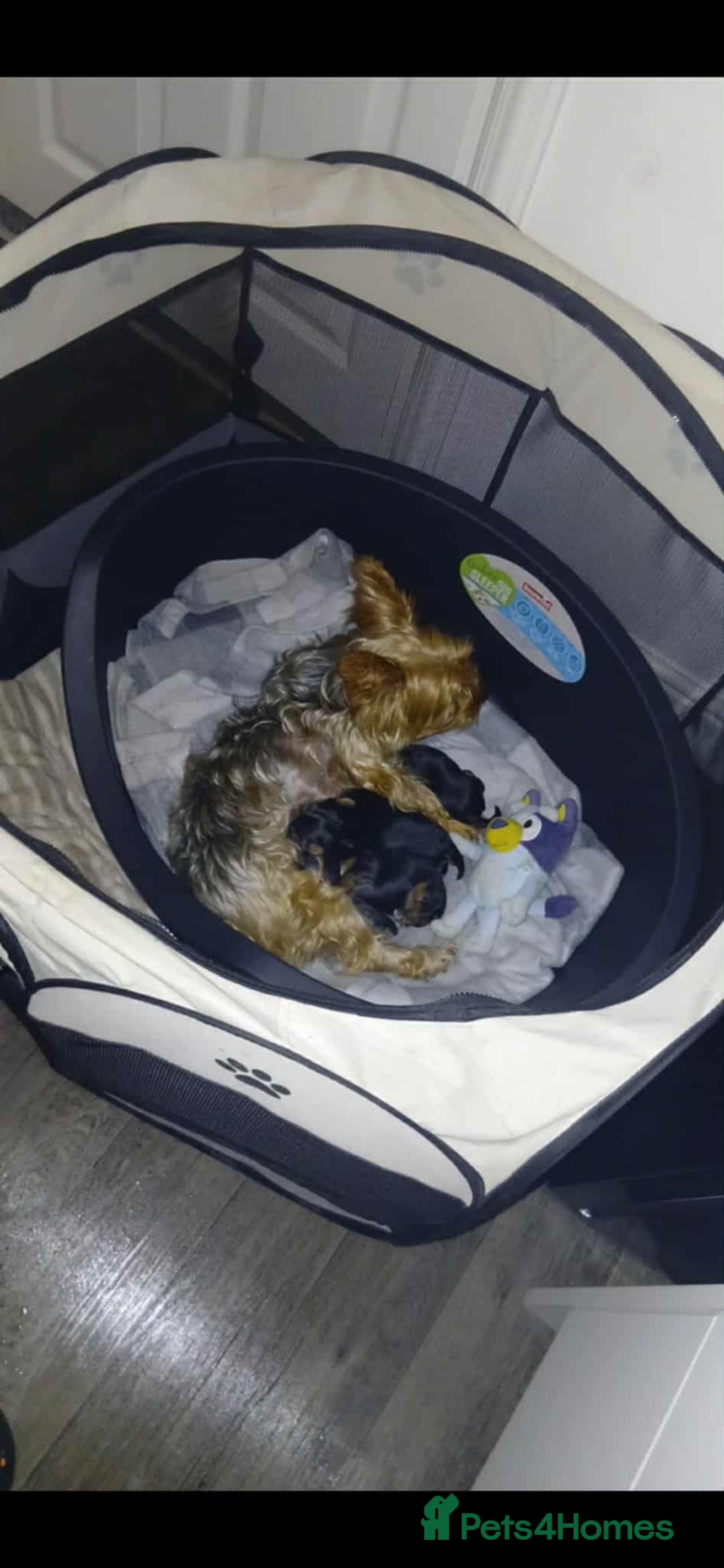 Yorkshire Terrier dogs for sale: Yorkshire terriers  - Image 8